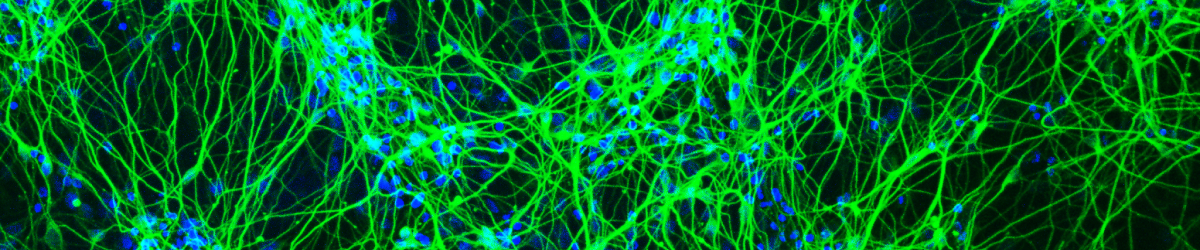 Section of Neurobiology