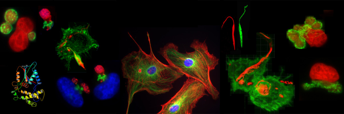 Intracellular Parasitism