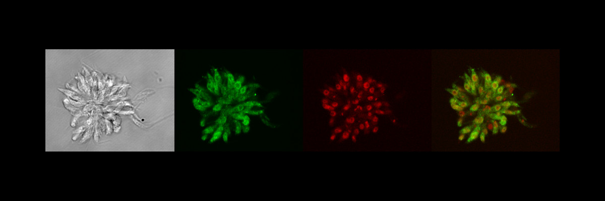 moriaki parasitologia