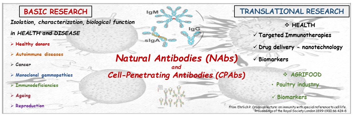 Immunology-Lab