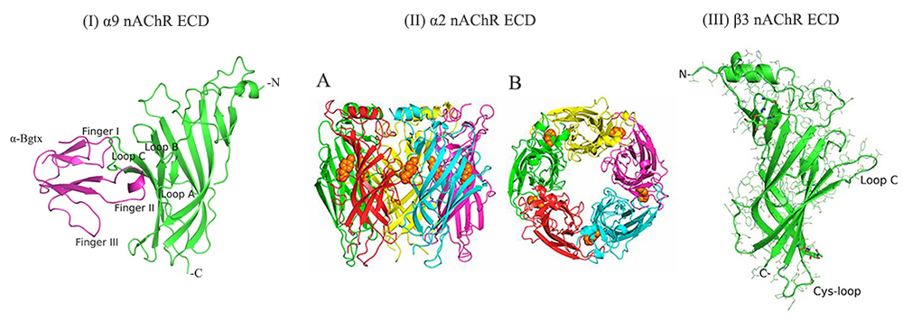 X-ray crystal structure of the complex of the ECD of α9 nAChR with the antagonist α-bungarotoxin (α-Bgtx); Zouridakis et al 2014, Nature Structural and Molecular Biology, doi:10.1038/nsmb.2900; (II) Side (A) and top (B) views of the crystal structure of the epibatidine (agonist)-bound induced homopentameric ECD of the neuronal α2 nAChR subunit; Kouvatsos et al. 2016, PNAS, doi: 10.1073/pnas.1602619113; (III) Side-view of the crystal structure of the ECD of the neuronal β3 nAChR subunit; Giastas et al. 2022, Molecules, doi: 10.3390/molecules27144642 