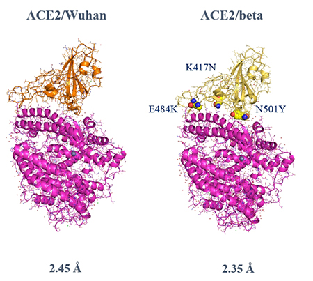 Side views of the crystal structures of the complexes of the catalytic domain of the human ACE2 (in magenda) with the RBD domains of the spike protein of the Wuhan SARS-CoV2 strain (left, in gold) and of the beta variant (right, in yellow). These high-resolution structures were obtained by our group.