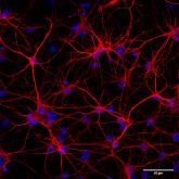 New study by Thomaidou and colleagues published in Stem Cell Reports